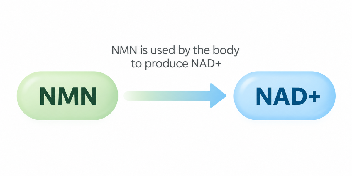 What Is Nicotinamide Mononucleotide (NMN